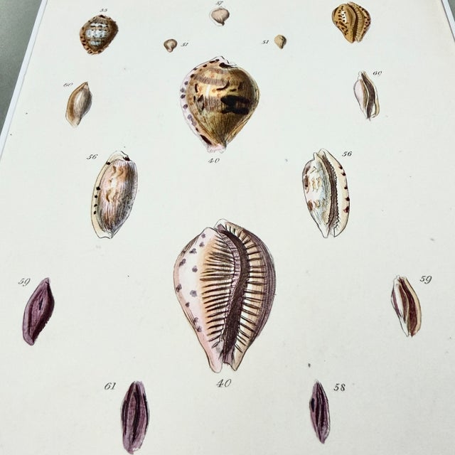 Early 19th Century Set of 3 Early 19th-Century Hand-Colored Sowerby Shell Studies in Walnut Frames For Sale - Image 5 of 10