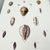 Early 19th Century Set of 3 Early 19th-Century Hand-Colored Sowerby Shell Studies in Walnut Frames For Sale - Image 5 of 10