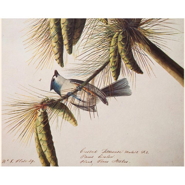 1960s 1966 Tufted or Crested Titmouse After Audubon, American Classical Print For Sale - Image 5 of 10