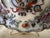 Early 19th Century Imari Style English 19th Century Plate For Sale - Image 5 of 14