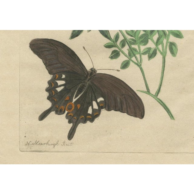 Meerburgh, Flowers & Butterflies, 1775, Print For Sale - Image 11 of 13