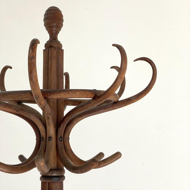 Bentwood Parrot Coat Rack, 1890s For Sale - Image 10 of 11
