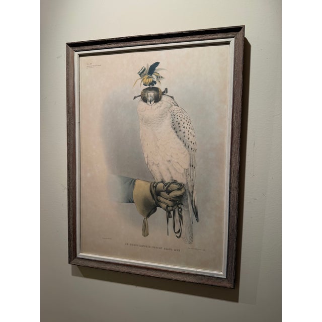 Mid 20th Century Framed Print of Greenland Falcon, Joseph Wolf, From "Traité De Fauconnerie" For Sale - Image 4 of 14