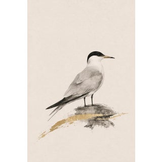 Coastal Tern Study, Minimalist Nautical Art Print, 24″ × 36″ Reproduction For Sale