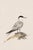 Coastal Tern Study, Minimalist Nautical Art Print, 24″ × 36″ Reproduction For Sale