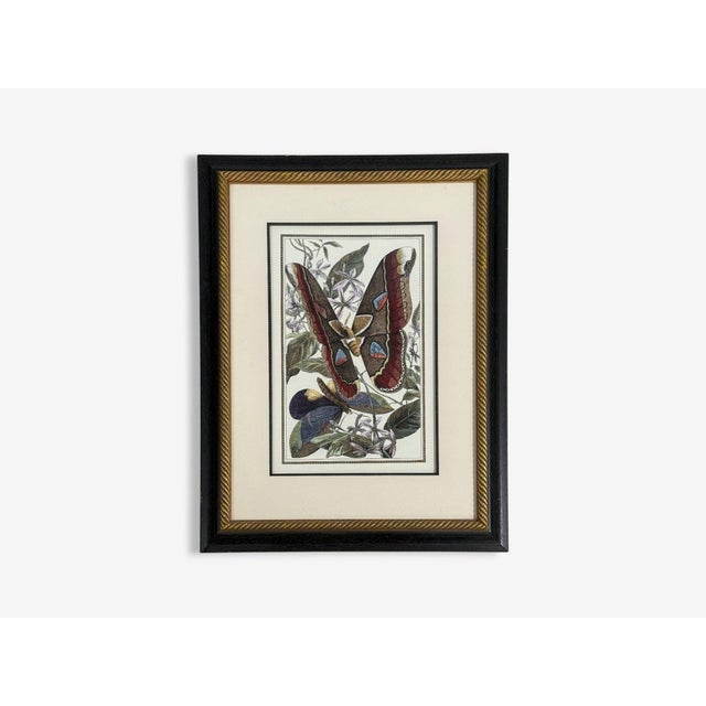 1980s Victorian Style, Framed Butterfly Prints, Gilt, Painted Wood, Usa, 20th C. For Sale - Image 5 of 12