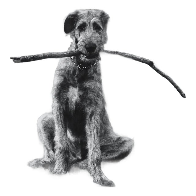 DogDogs Photography Book For Sale