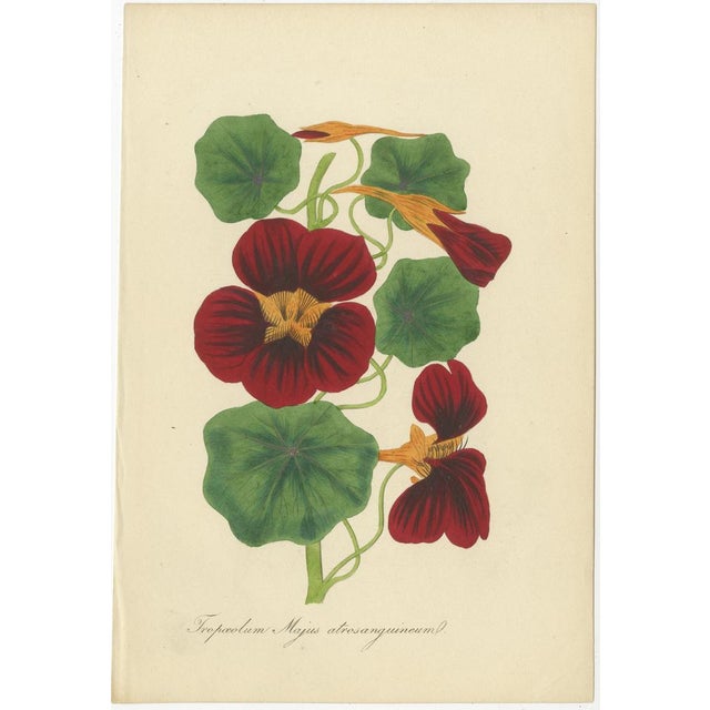 A Showcase of Exotic Blooms, 1875, Paper, Set of 3 For Sale - Image 4 of 6