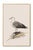 Not Yet Made - Made To Order Coastal Seabird Study Set of 3, Minimalist Nautical Art Prints, 24″ × 36″ Each Reproduction For Sale - Image 5 of 9