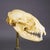 Folk Art Antique Real Skull of a Badger, Germany Ca. 1900s For Sale - Image 3 of 5