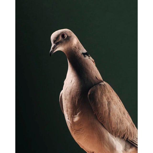 Contemporary Limited Edition Ring Necked Dove Print (20x24") by Brendan Burden For Sale