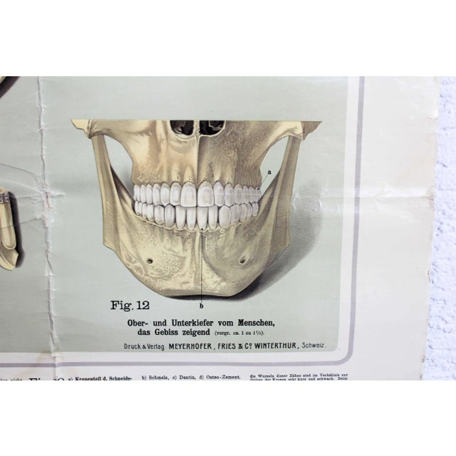 Mid-Century Modern Pfleget die Zähne Vintage Print For Sale - Image 3 of 13