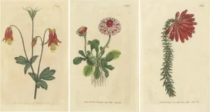 Curtis, Flowered Heath, Daisy, Canadian Columbine, 1794, Prints, Set of 3