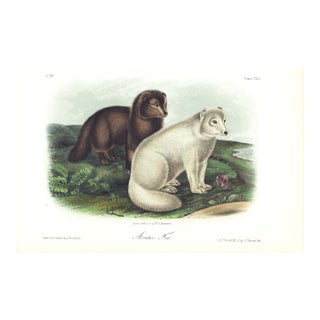 1854 Audubon Quadruped Octavo Lithograph "Plate 121 Artic Fox" For Sale