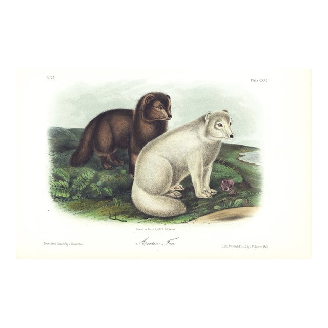 1854 Audubon Quadruped Octavo Lithograph "Plate 121 Artic Fox" For Sale