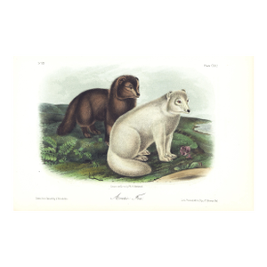 1854 Audubon Quadruped Octavo Lithograph "Plate 121 Artic Fox"