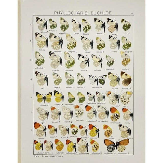 Presenting a beautiful pair of antique chromolithographs featuring exquisitely detailed butterfly specimens. These plates...