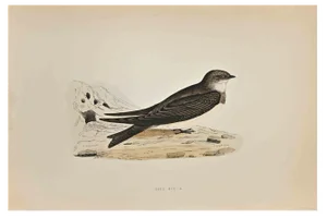 Alexander Francis Lydon, Sand Martin, Woodcut Print, 1870