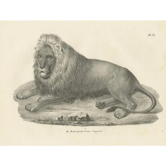 Paper Barbary Lion, 1836, Lithograph For Sale - Image 7 of 10