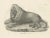 Paper Barbary Lion, 1836, Lithograph For Sale - Image 7 of 10