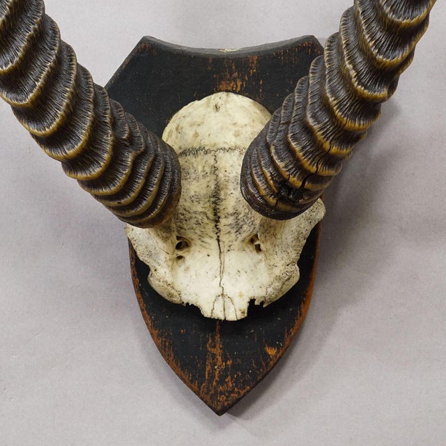 Antique Springbok Trophy on Wooden Plaque, Ca. 1930s For Sale - Image 4 of 5