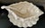 Shabby Chic Vintage 1980s Ceramic Conch Shell Soup Tureen Signed by Artist With Lid, Ladle & Serving Plate For Sale - Image 3 of 11