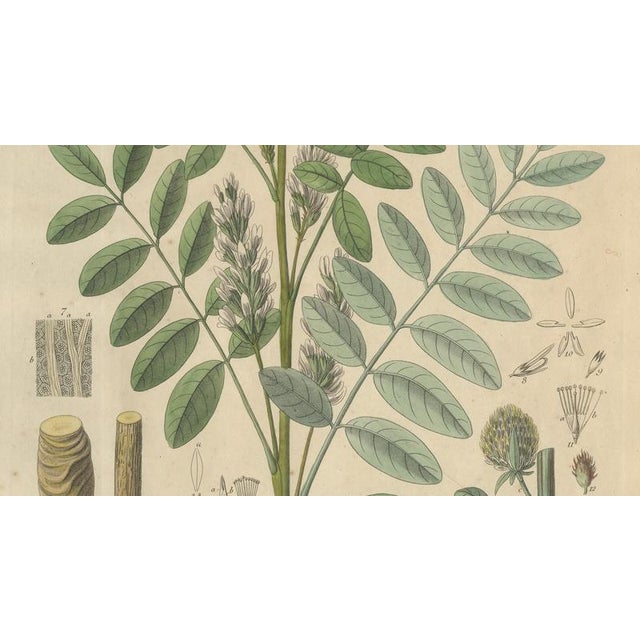Glycyrrhiza Glabra & Echinata, 1800s, Paper For Sale - Image 4 of 10