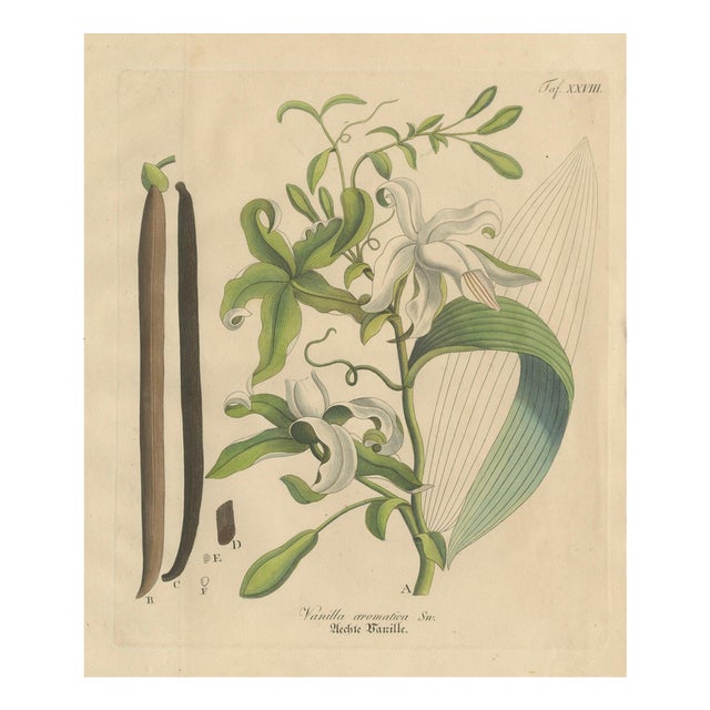 Vanilla Aromatica, 1800s, Paper For Sale