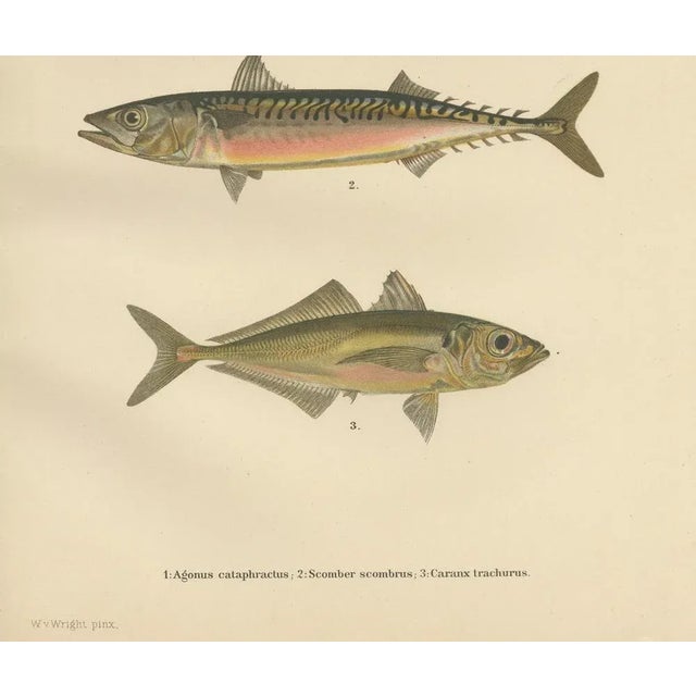 Armored bullhead, atlantic mackerel, and atlantic horse mackerel - stunning scandinavian fish lithograph this remarkable...