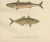 Armored bullhead, atlantic mackerel, and atlantic horse mackerel - stunning scandinavian fish lithograph this remarkable...