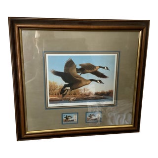 1982-1983 Federal Duck Stamp Limited-Edition Print “Canvasback” by David Maass- Framef For Sale