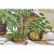 Green Vintage 1970s Large Green and White House Plant Painting by DeLongprie For Sale - Image 8 of 10