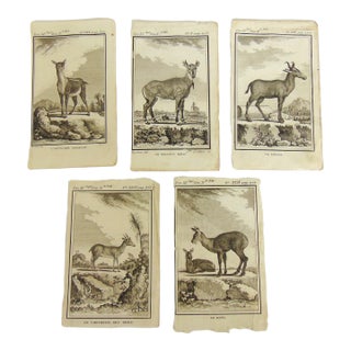 Set of 5 Antique Copper Plate Engravings Prints Buffon 1782 For Sale