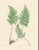 Paper Botanical Ferns by Henry Bradbury- Plates 19-24 - Set of 6 For Sale - Image 7 of 7