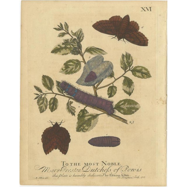 Early 18th Century Albin, Moths & Caterpillars Buff-Tip, Winter Moth & Allies, 1720, Prints, Set of 4 For Sale - Image 5 of 10