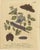 Early 18th Century Albin, Moths & Caterpillars Buff-Tip, Winter Moth & Allies, 1720, Prints, Set of 4 For Sale - Image 5 of 10