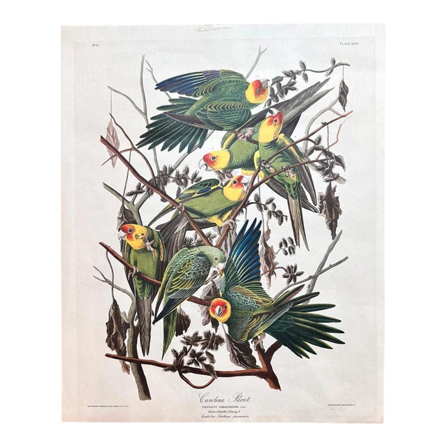 Mid 20th Century Vintage Audubon Carolina Parrots Plate XXVl Lithograph For Sale