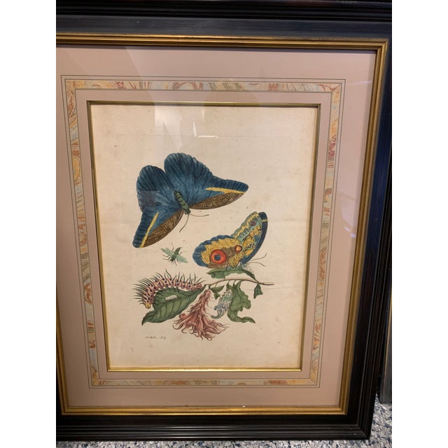 Early 18th Century Early 18th Century Maria Sibylla Merian Insects of Surinam Hand-Colored Copper-Plate Engravings, Framed - Set of 8 For Sale - Image 5 of 13