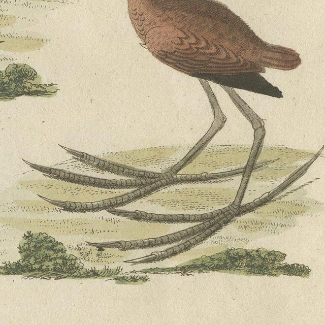 Bertuch, Jacanas and Wading Birds with Long Toes, 1805, Print For Sale - Image 4 of 12