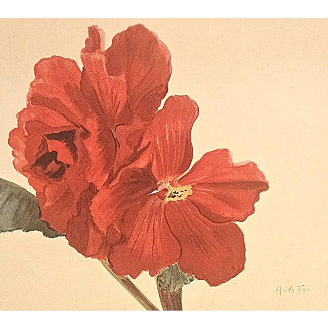 1940s 1940 Set of 2 French Mid-Century Arlette Davids Botanicals-Scarlet Mallow (Hibiscus) For Sale - Image 5 of 7