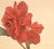 1940s 1940 Set of 2 French Mid-Century Arlette Davids Botanicals-Scarlet Mallow (Hibiscus) For Sale - Image 5 of 7
