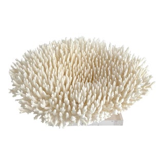 Exceptional White Table Coral Specimen on Acrylic Base For Sale
