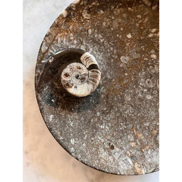 Orthoceras Fossil Round Plate With Ammonite Ring For Sale - Image 11 of 11