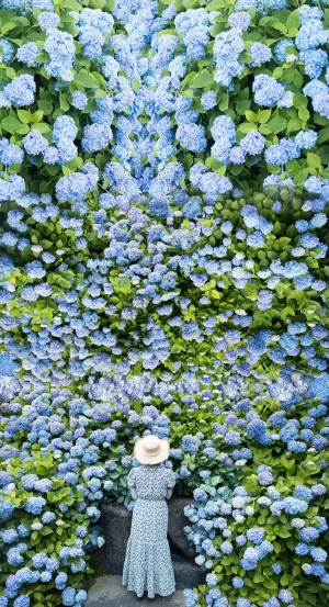 "Blue Dream (SUKOOK)" Contemporary Botanical Figurative Color Photograph by Ziesook You