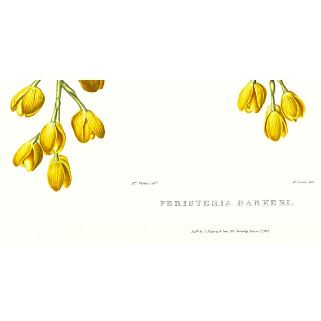 Realism Large 1973 Orchid Flower Lithograph "Peristeria Barkeri" (Mr. Barker's Peristeria) After James Bateman For Sale - Image 3 of 7