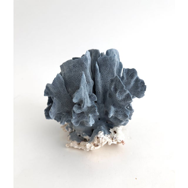 1990s Natural Blue Coral Specimen Coastal Decor For Sale - Image 5 of 6