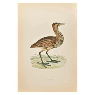 Alexander Francis Lydon, Bittern, Woodcut Print, 1870 For Sale