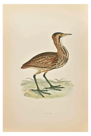 Alexander Francis Lydon, Bittern, Woodcut Print, 1870