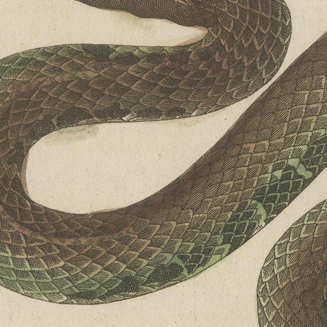 Bertuch, Two Snakes with Open Jaws, 1805, Print For Sale - Image 6 of 12