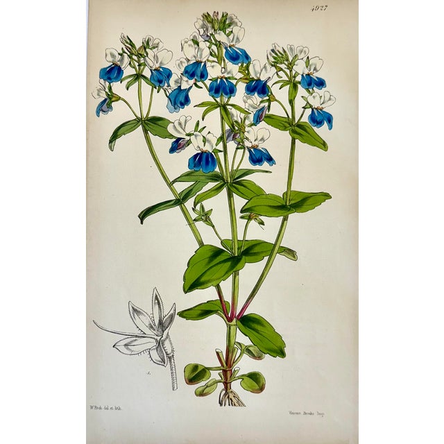 English Orobus, Blue Eyed Mary, Ginseng & Honesty Botanical Engravings by William Curtis, 1856 (Set of 4) For Sale - Image 3 of 6